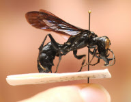 Riesenwespe