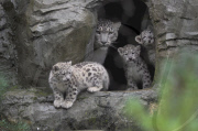 White Leopard Cubs at Marwell Wildlife Park, Hampshire, Britain - 25 Aug 2011