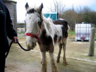 Pony Buddy