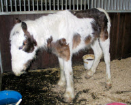 Pony Buddy