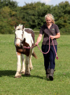 Pony Buddy