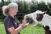 Pony Buddy
