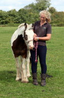 Pony Buddy