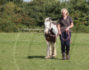 Pony Buddy