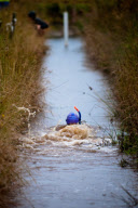 Bog Snorkelling Championships, Llanwrtyd Wells, Wales, Britain - 28 Aug 2011