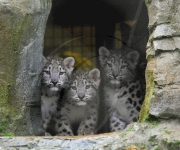 Snow leopard triplets introduced to public at Marwell Wildlife Park, Winchester, Hampshire, Britain - 25 Aug 2011