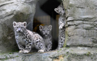 Snow leopard triplets introduced to public at Marwell Wildlife Park, Winchester, Hampshire, Britain - 25 Aug 2011