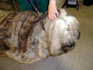 Tierische Vernachlässigung - Floyd, der Old English Sheepdog wird von Tierhilfe gerettet