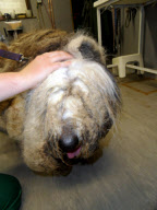 Tierische Vernachlässigung - Floyd, der Old English Sheepdog wird von Tierhilfe gerettet