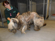 Tierische Vernachlässigung - Floyd, der Old English Sheepdog wird von Tierhilfe gerettet