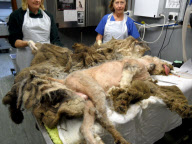 Tierische Vernachlässigung - Floyd, der Old English Sheepdog wird von Tierhilfe gerettet