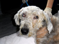 Tierische Vernachlässigung - Floyd, der Old English Sheepdog wird von Tierhilfe gerettet