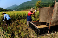 #CHINA-EARLY SEASON RICE-HARVEST (CN) 