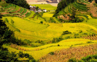 #CHINA-EARLY SEASON RICE-HARVEST(CN) 