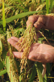 #CHINA-EARLY SEASON RICE-HARVEST (CN) 