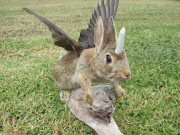 Andrew Lancaster's Taxidermy Creations, New Zealand - Aug 2011