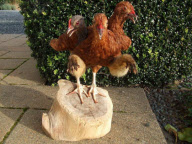 Andrew Lancaster's Taxidermy Creations, New Zealand - Aug 2011