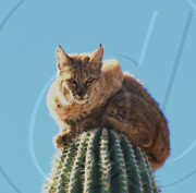 Bobcat climbs to top of cactus to avoid being eaten by lion in the Sonoran Desert, Arizona, America - 24 Aug 2011