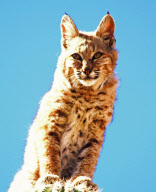 Bobcat climbs to top of cactus to avoid being eaten by lion in the Sonoran Desert, Arizona, America - 24 Aug 2011