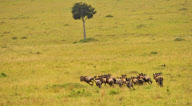 KENYA-MASAI MARA-WILDEBEEST MIGRATION 