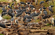 KENYA-MASAI MARA-WILDEBEEST MIGRATION 