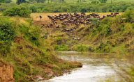 KENYA-MASAI MARA-WILDEBEEST MIGRATION 
