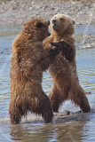 Alaskan brown bears, Mcneil River Game Sanctuary, Alaska Peninsula, America - Jul 2011