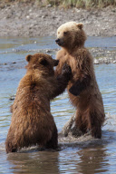 Alaskan brown bears, Mcneil River Game Sanctuary, Alaska Peninsula, America - Jul 2011