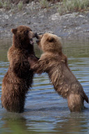 Alaskan brown bears, Mcneil River Game Sanctuary, Alaska Peninsula, America - Jul 2011