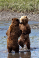 Alaskan brown bears, Mcneil River Game Sanctuary, Alaska Peninsula, America - Jul 2011