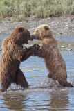 Alaskan brown bears, Mcneil River Game Sanctuary, Alaska Peninsula, America - Jul 2011
