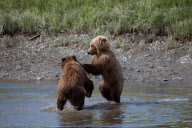 Alaskan brown bears, Mcneil River Game Sanctuary, Alaska Peninsula, America - Jul 2011