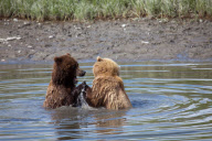 Alaskan brown bears, Mcneil River Game Sanctuary, Alaska Peninsula, America - Jul 2011
