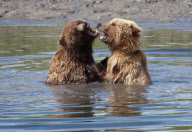 Alaskan brown bears, Mcneil River Game Sanctuary, Alaska Peninsula, America - Jul 2011