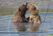 Alaskan brown bears, Mcneil River Game Sanctuary, Alaska Peninsula, America - Jul 2011