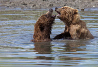 Alaskan brown bears, Mcneil River Game Sanctuary, Alaska Peninsula, America - Jul 2011