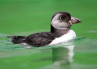 Pete the puffin, who was rescued after being found washed-up on a beach, Taunton, Somerset - 30 Aug 2011