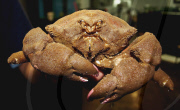 Crab nicknamed 'Predator' to to resemblance to Arnold Schwarzenegger film villain, Southsea, Hampshire, Britain - 23 Aug 2011
