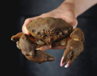 Crab nicknamed 'Predator' to to resemblance to Arnold Schwarzenegger film villain, Southsea, Hampshire, Britain - 23 Aug 2011