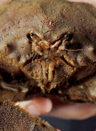 Crab nicknamed 'Predator' to to resemblance to Arnold Schwarzenegger film villain, Southsea, Hampshire, Britain - 23 Aug 2011