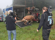 Die Kuh Yvonne wird trotz heftiger Gegenwehr in Oberbayern eingefangen und zum Gnadenhof Gut Aiderbichl gebracht