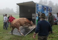 Die Kuh Yvonne wird trotz heftiger Gegenwehr in Oberbayern eingefangen und zum Gnadenhof Gut Aiderbichl gebracht