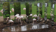 Marwell Wildlife puts mirrors in flamingo enclosure to encourage birds to breed, Hampshire, Britain - 11 Apr 2011