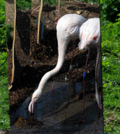 Marwell Wildlife puts mirrors in flamingo enclosure to encourage birds to breed, Hampshire, Britain - 11 Apr 2011