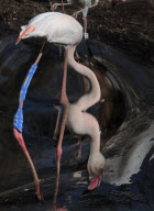 Marwell Wildlife puts mirrors in flamingo enclosure to encourage birds to breed, Hampshire, Britain - 11 Apr 2011