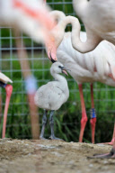 Baby flamingo born after keepers use mirrors to encourage birds to breed at Marwell Zoo, Hampshire, Britain - 01 Sep 2011