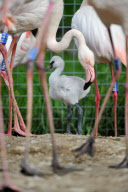 Baby flamingo born after keepers use mirrors to encourage birds to breed at Marwell Zoo, Hampshire, Britain - 01 Sep 2011
