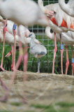 Baby flamingo born after keepers use mirrors to encourage birds to breed at Marwell Zoo, Hampshire, Britain - 01 Sep 2011