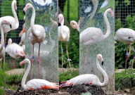 Baby flamingo born after keepers use mirrors to encourage birds to breed at Marwell Zoo, Hampshire, Britain - 01 Sep 2011