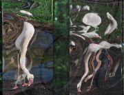 Marwell Wildlife puts mirrors in flamingo enclosure to encourage birds to breed, Hampshire, Britain - 11 Apr 2011
